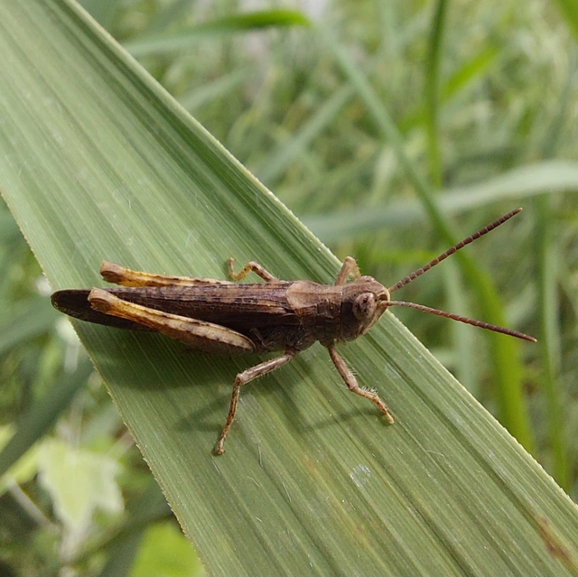 Chorthippus brunneus - közönséges tarlósáska