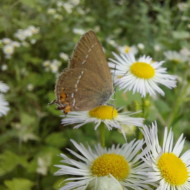 Satyrium acaciae - akác-csücsköslepke