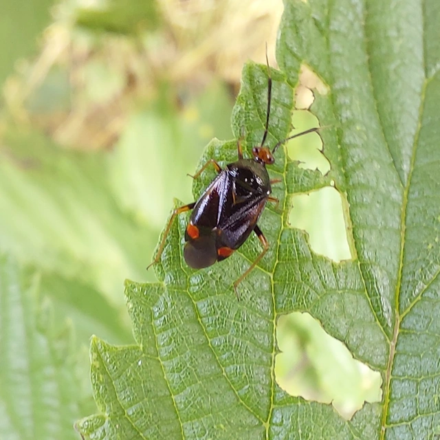 Deraeocoris ruber - vöröses mezeipoloska