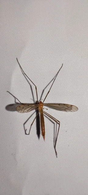 Diptera - Kétszárnyúak