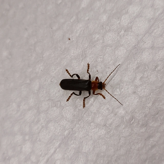 Cantharis livida - mezei lágybogár
