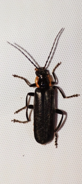 Cantharis