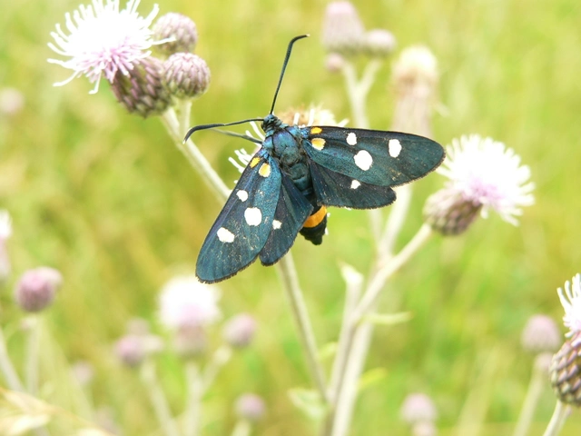 Zygaena ephialtes - változékony csüngőlepke
