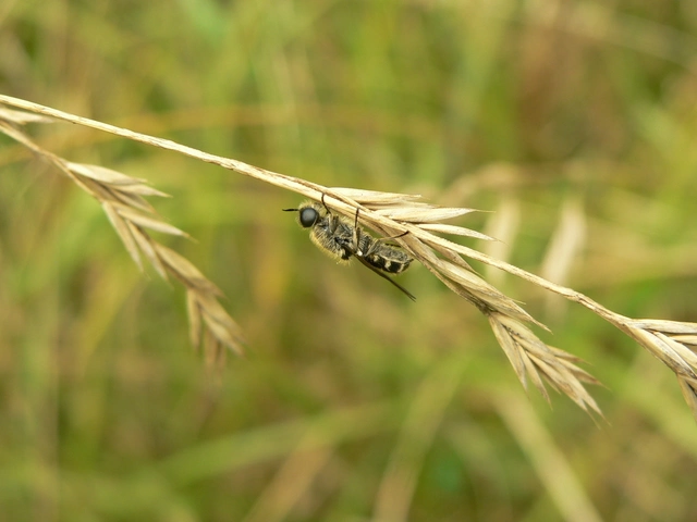 Stratiomyidae - katonalégyfélék