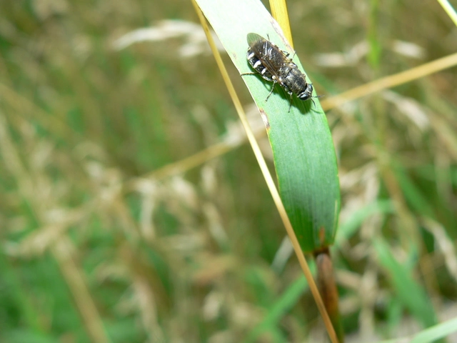 Stratiomyidae - katonalégyfélék