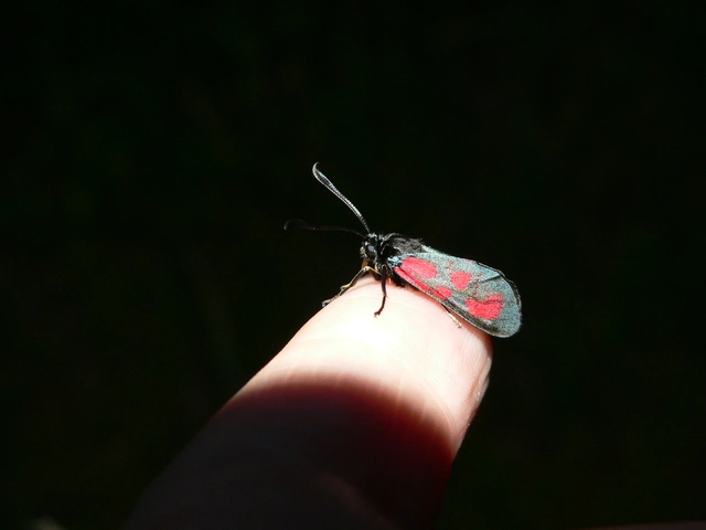 Zygaena loti - közönséges csüngőlepke