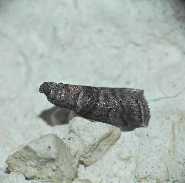 Pyralidae - fényiloncák