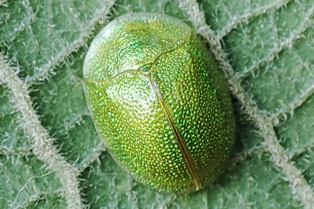 Cassida hemisphaerica - gömbölyded pajzsbogár Cassida hemisphaerica - gömbölyded pajzsbogár
