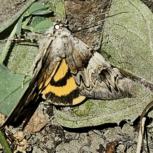Catocala fulminea - galagonya-övesbagoly