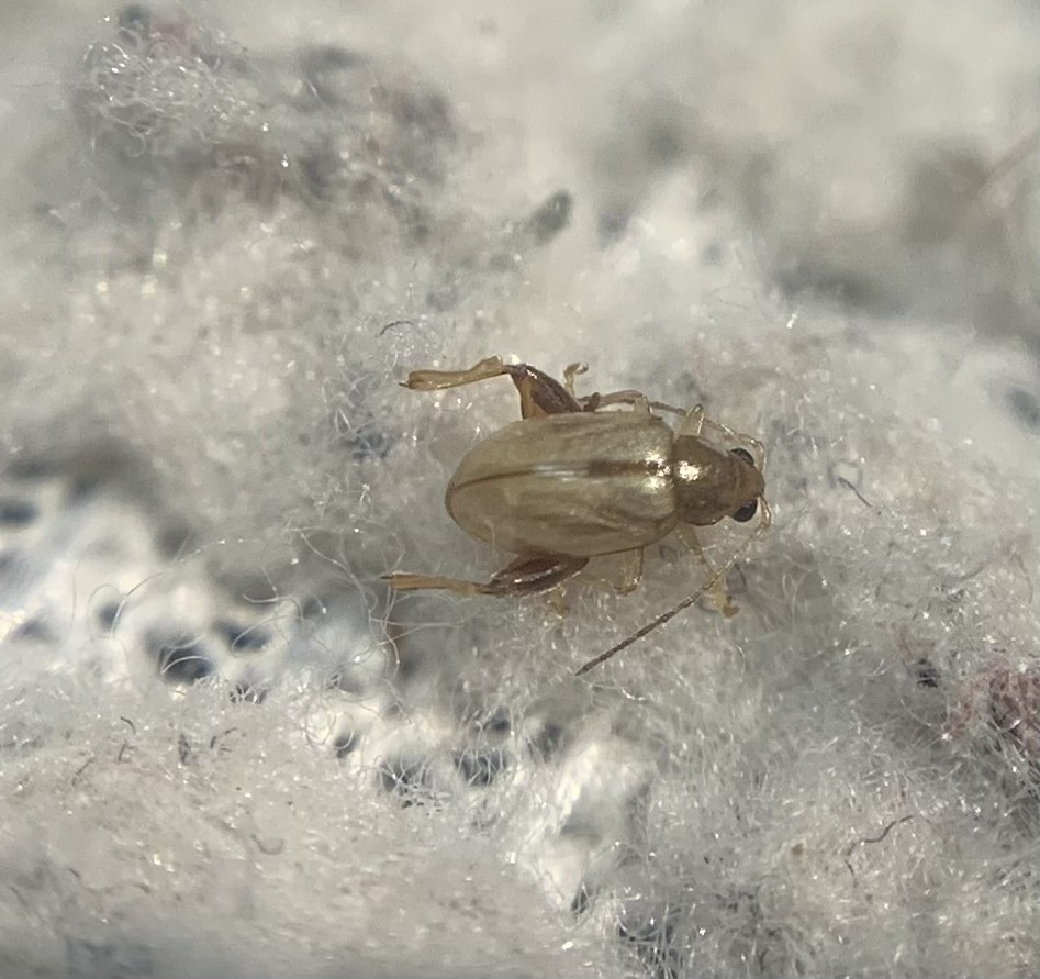 Longitarsus pellucidus - pontozott szulák-földibolha