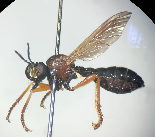 Dioctria rufithorax
