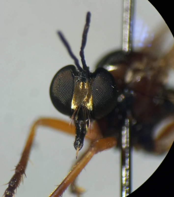 Dioctria rufithorax