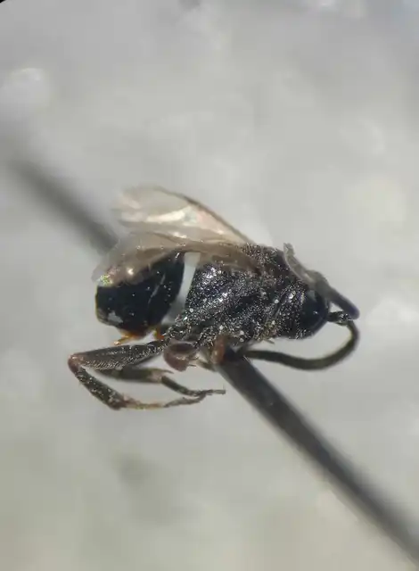 Brachygaster minuta
