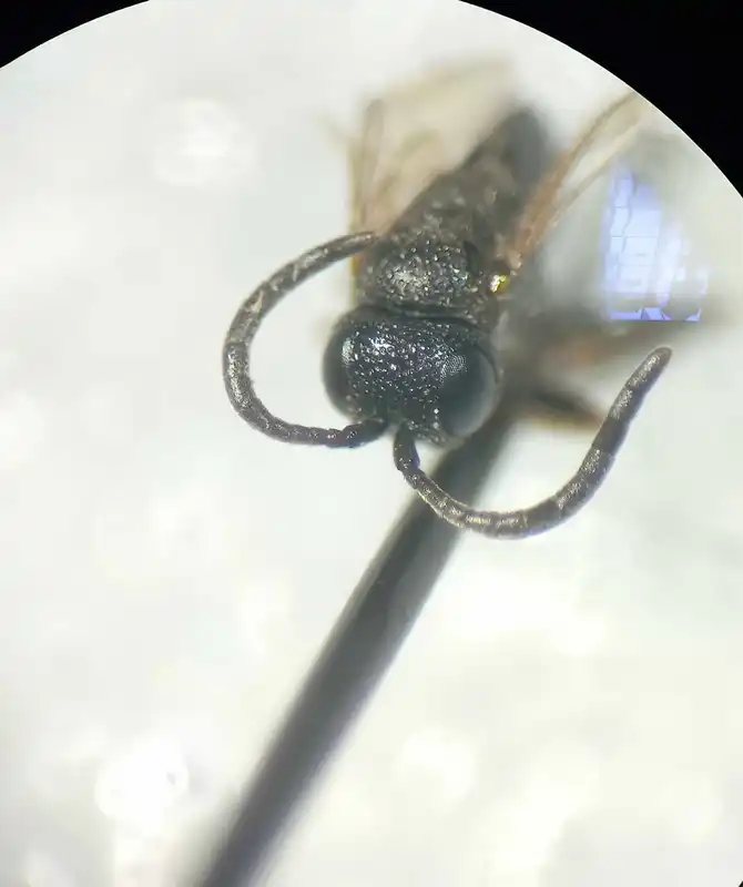 Brachygaster minuta