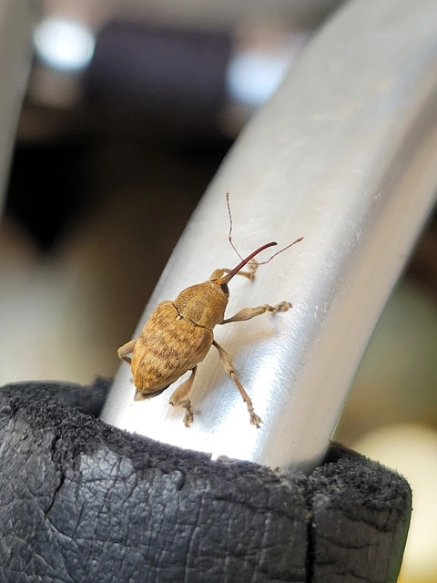 Curculio venosus - tarajos zsuzsóka
