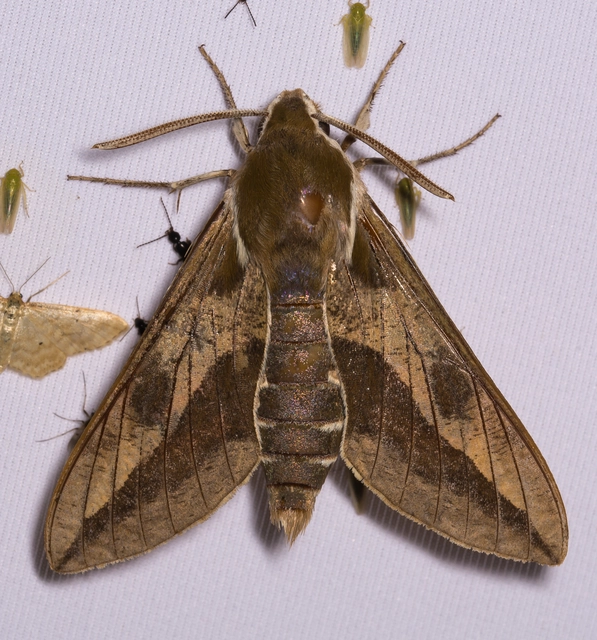 Hyles euphorbiae - kutyatejszender