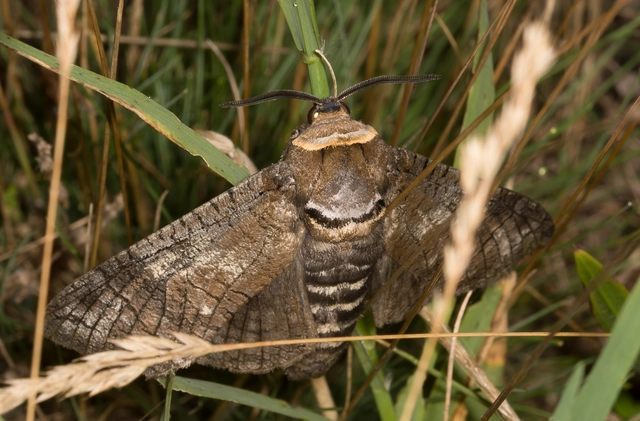 Cossus cossus - fűzfarontólepke