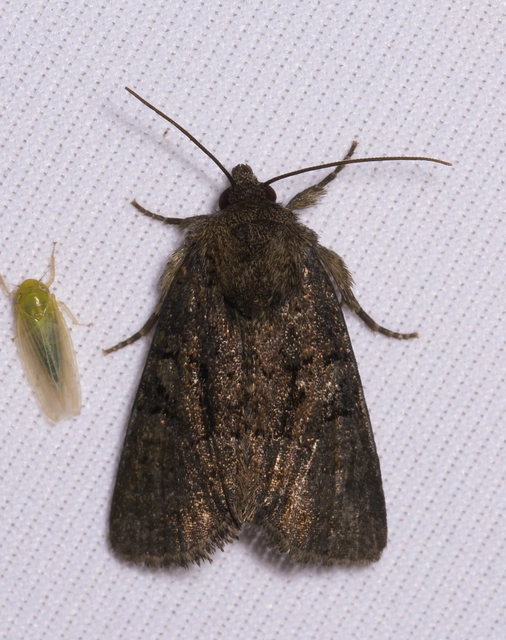 Oligia latruncula - fekete dudvabagoly