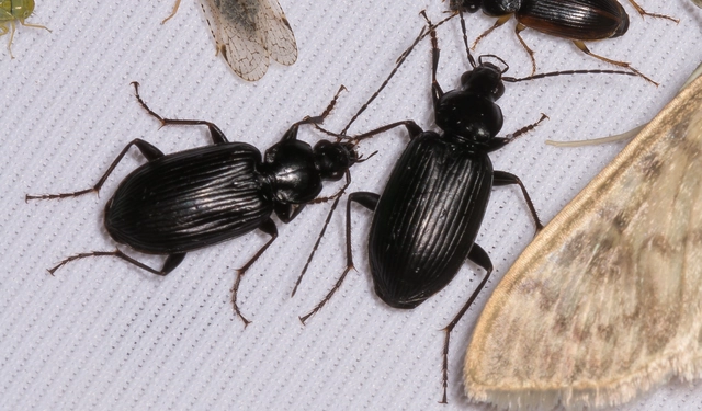 Agonum lugens - mocsári kisfutó Agonum lugens - mocsári kisfutó