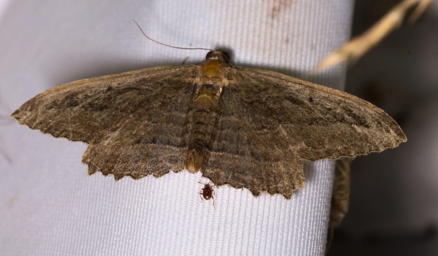 Philereme transversata - varjútövis-araszoló