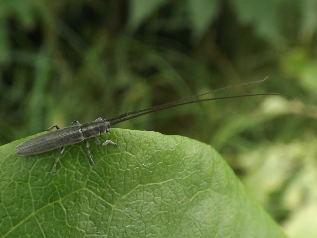 Calamobius filum - hosszúcsápú szalmacincér