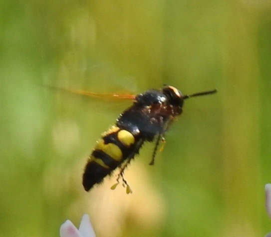 Scolia fusciformis - mediterrán tőrösdarázs
