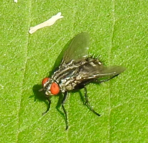 Sarcophagidae - húslégyfélék