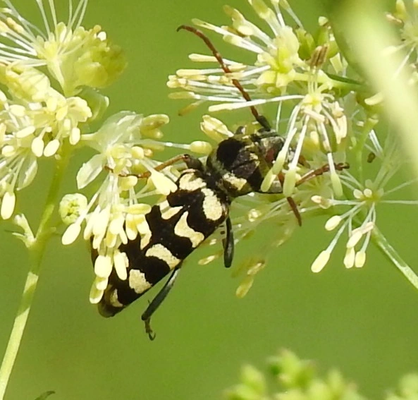 Echinocerus floralis - lucerna-darázscincér