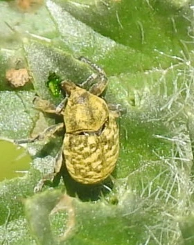 Larinus