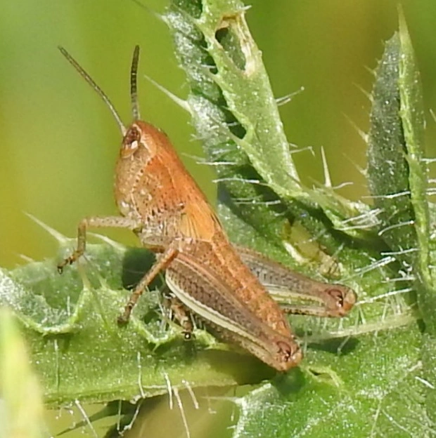 Chorthippus (Chorthippus) (subgenus)