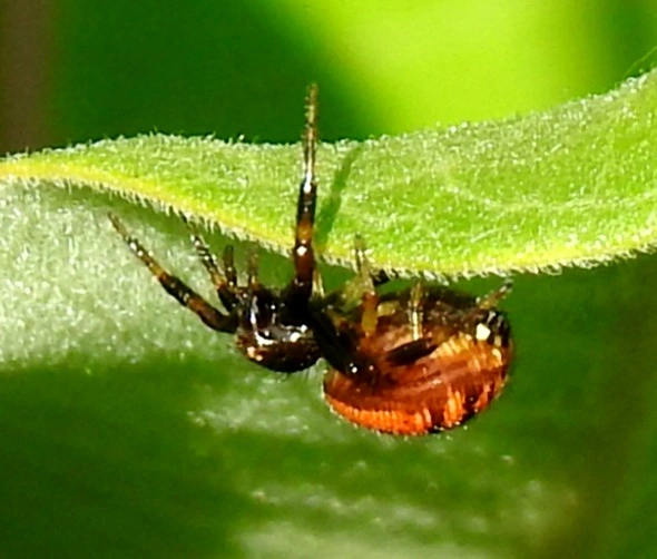 Synema globosum - fekete-sárga karolópók