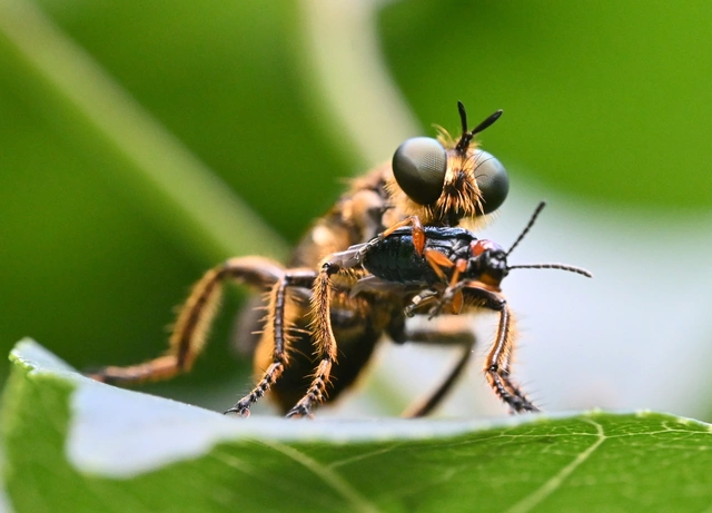 Choerades fimbriata/fulva