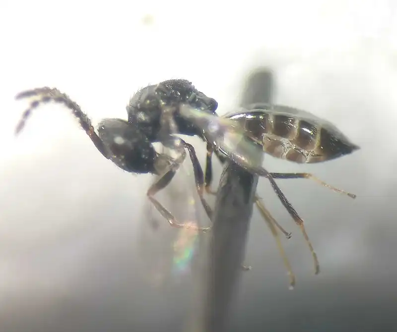 Psilocera crassispina