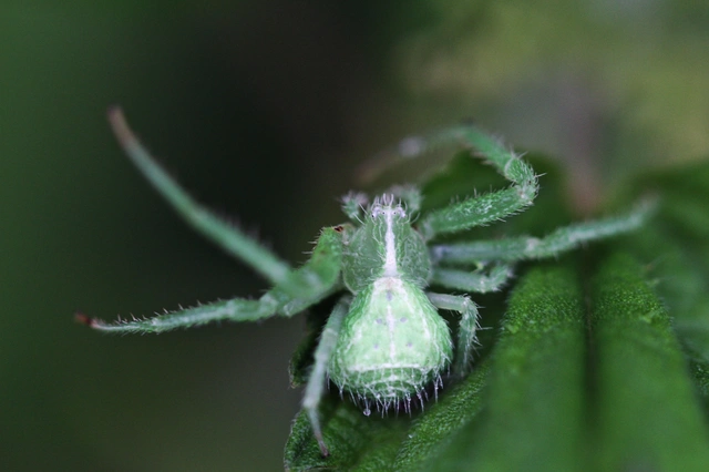 Heriaeus graminicola/hirtus