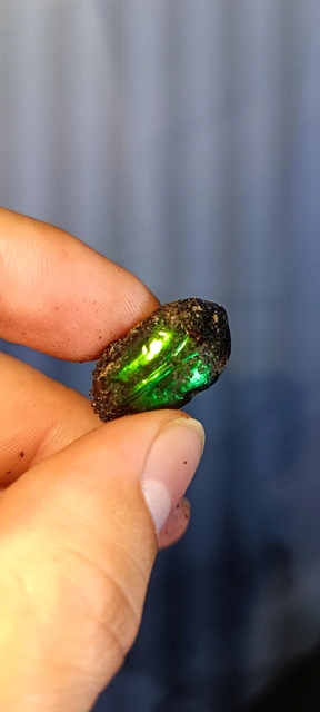Protaetia affinis - smaragdzöld virágbogár