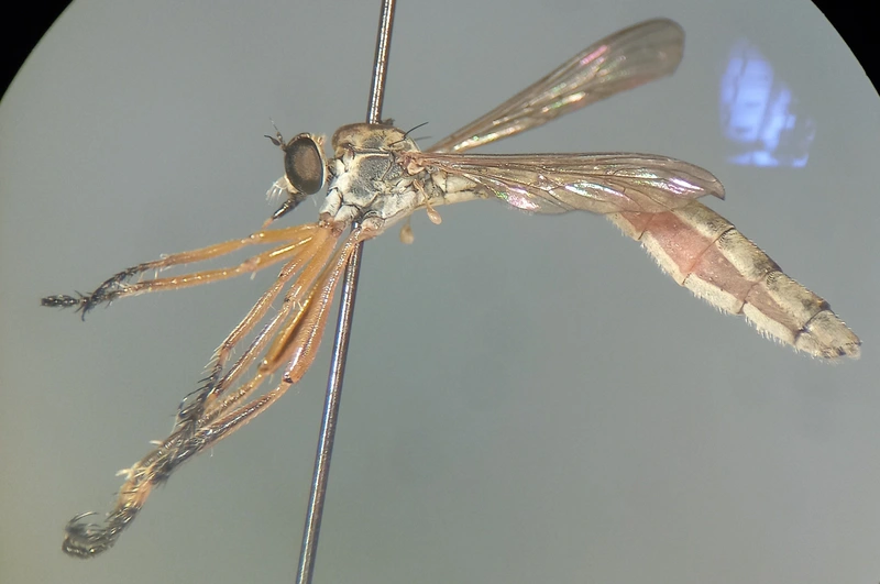 Leptogaster cylindrica