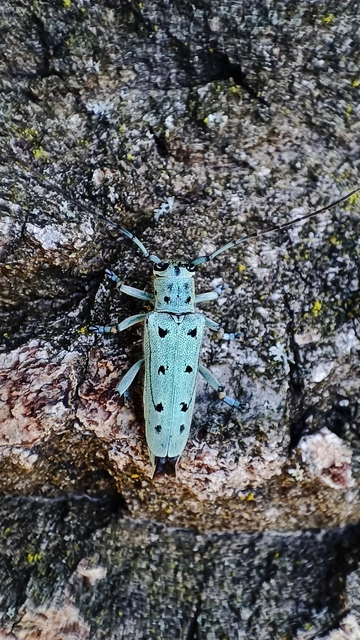 Saperda octopunctata - nyolcpontos cincér