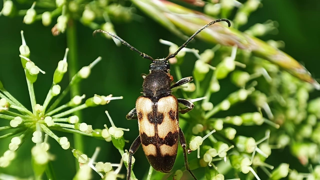 Pachytodes erraticus - rajzos virágcincér