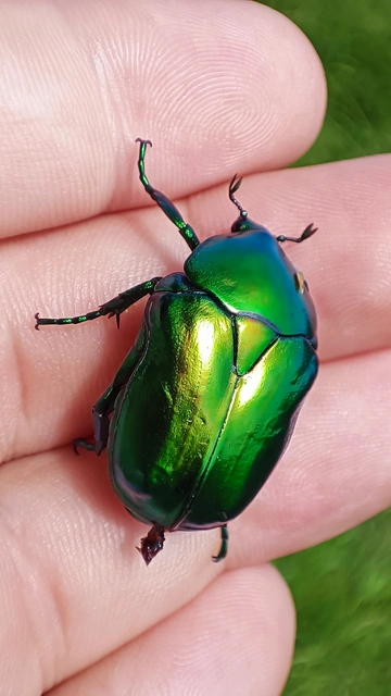Protaetia speciosissima - pompás virágbogár