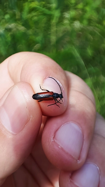 Stenurella melanura - feketevégű karcsúcincér