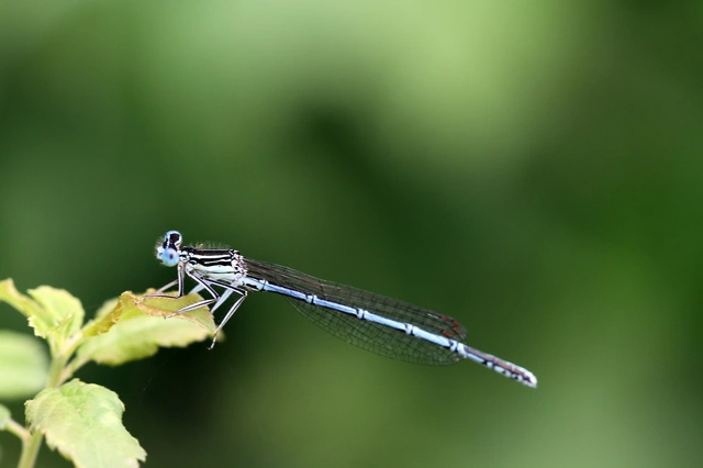 Platycnemis pennipes - széleslábú szitakötő