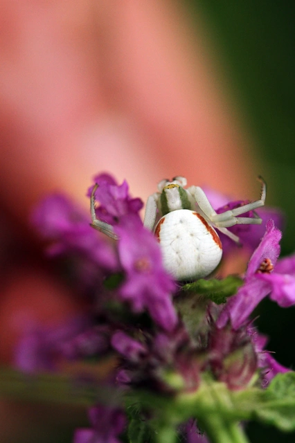 Misumena vatia - viráglakó karolópók