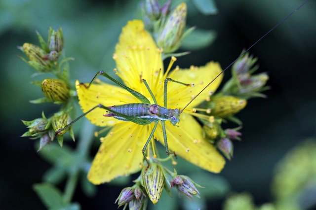 Leptophyes albovittata - közönséges virágszöcske