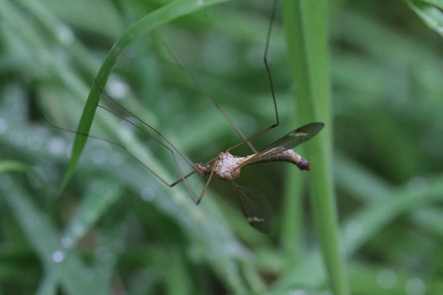 Diptera - Kétszárnyúak