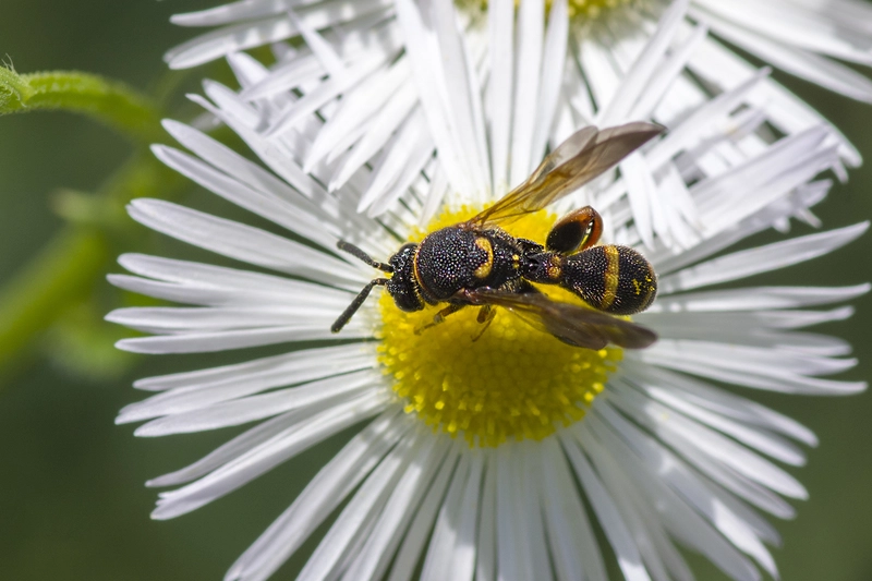 Leucospis sinensis