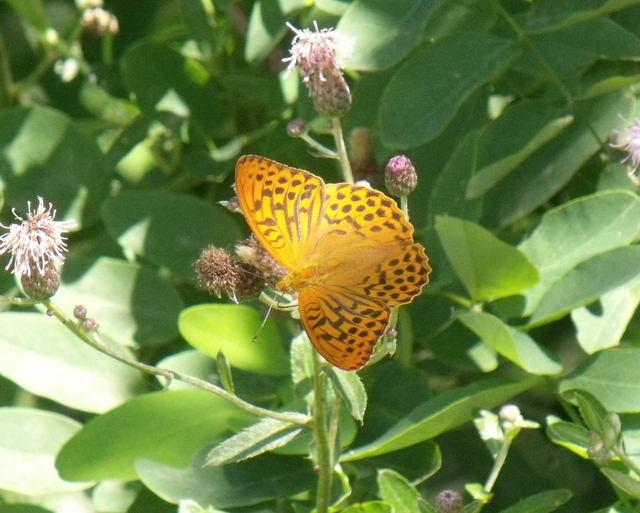 Argynnis paphia - nagy gyöngyházlepke