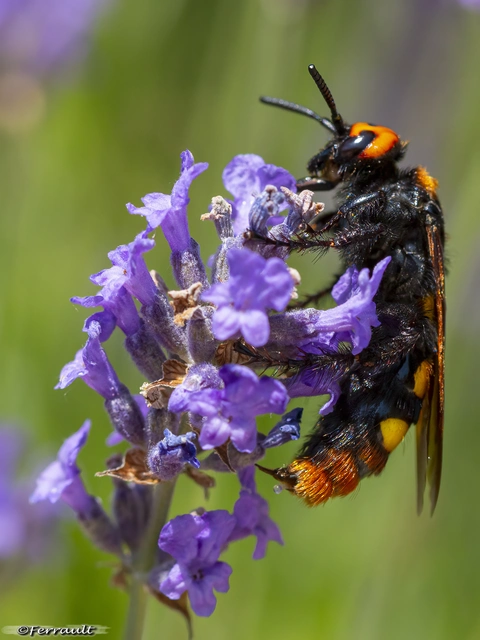 Megascolia maculata - óriás-tőrösdarázs