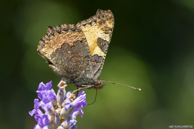 Nymphalis urticae - kis rókalepke Nymphalis urticae - kis rókalepke