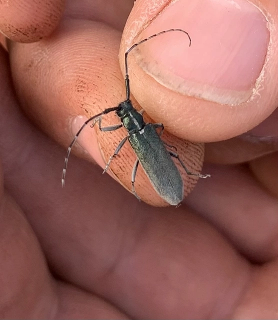 Agapanthia viti
