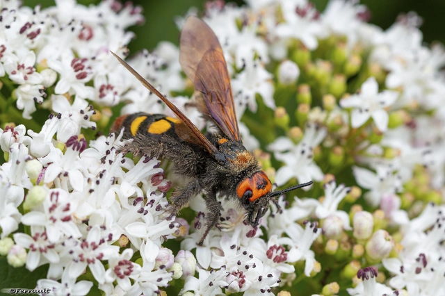 Megascolia maculata - óriás-tőrösdarázs